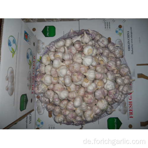 Gemeiner Knoblauch Regular Hybrid Normaler weißer Knoblauch 5.5cm